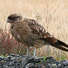 Caracara chimango