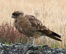 Chimango Caracara