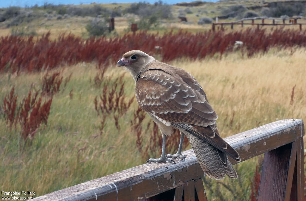 Caracara chimangoadulte, composition