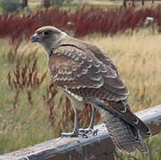 Caracara chimango