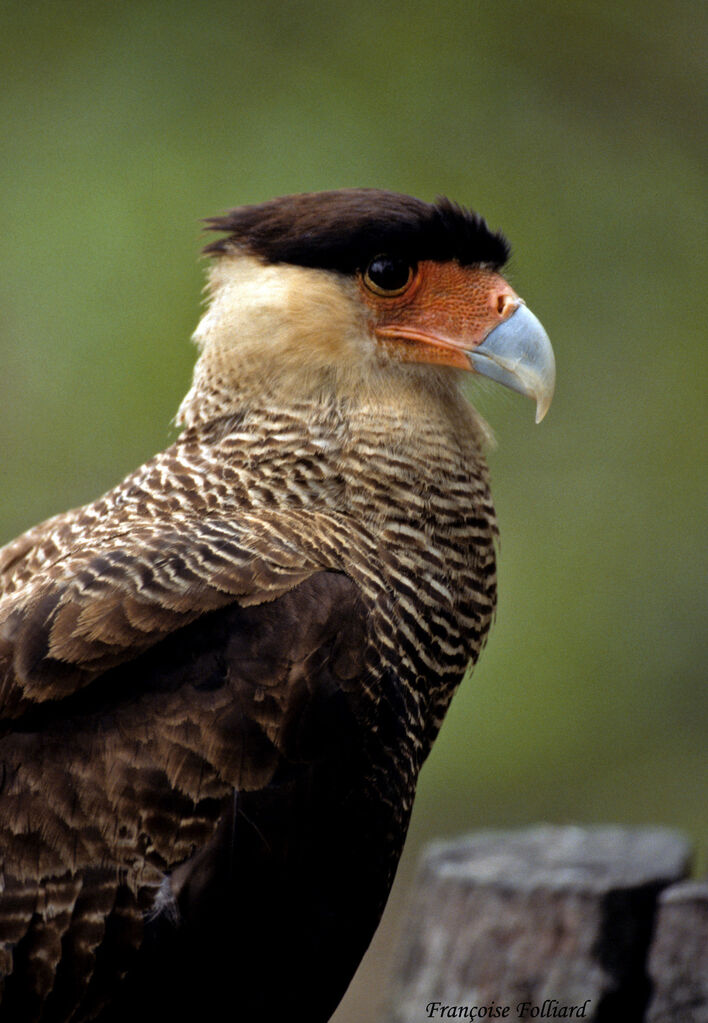 Caracara huppéadulte, identification