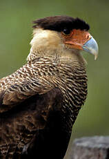 Caracara huppé