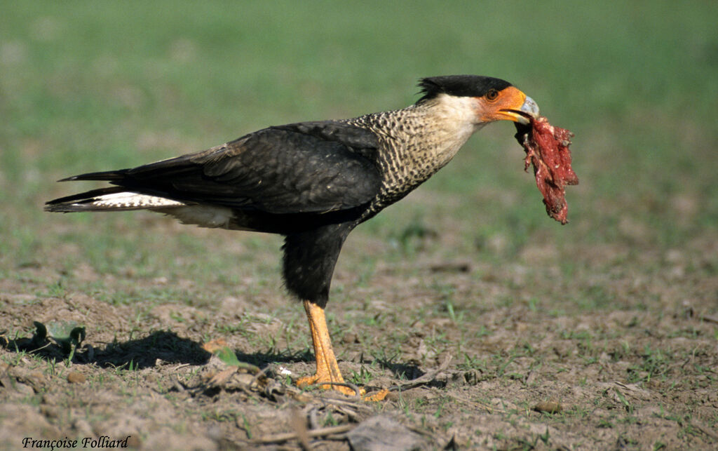 Crested Caracara, identification, feeding habits