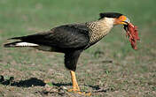 Caracara huppé