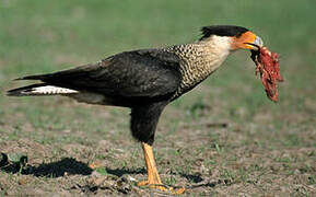 Crested Caracara