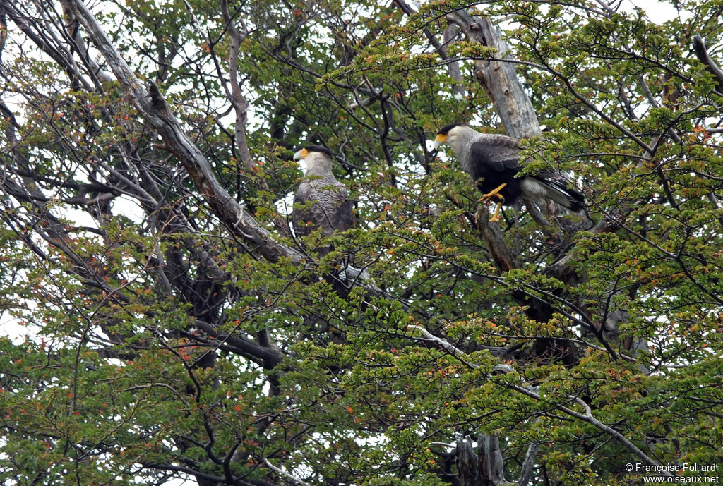 Caracara huppéadulte