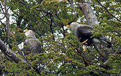 Caracara huppé