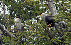 Southern Crested Caracara