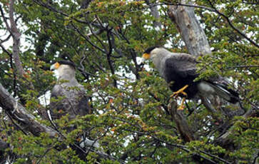 Caracara huppé