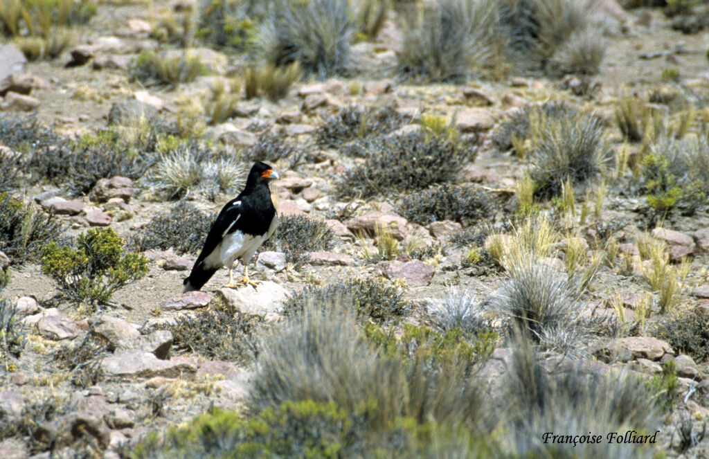 Mountain Caracaraadult, identification