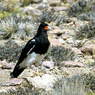 Caracara montagnard