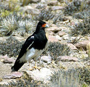 Mountain Caracara