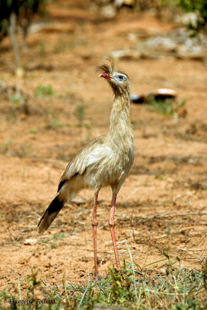 Cariama huppé, identification