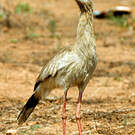 Cariama huppé