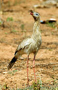 Red-legged Seriema