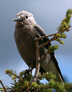 Clark's Nutcracker