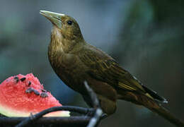 Russet-backed Oropendola