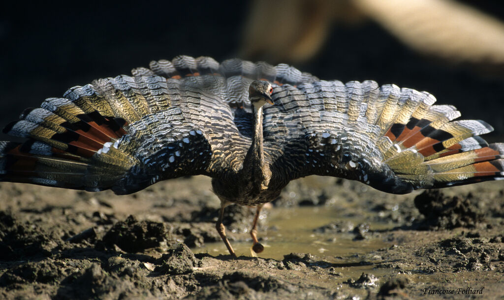 Sunbittern, identification