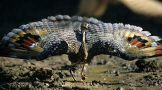 Sunbittern