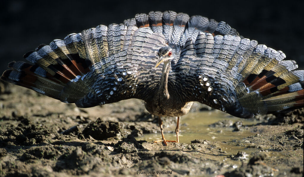 Sunbitternadult, identification, Behaviour