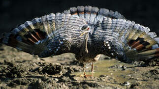 Sunbittern