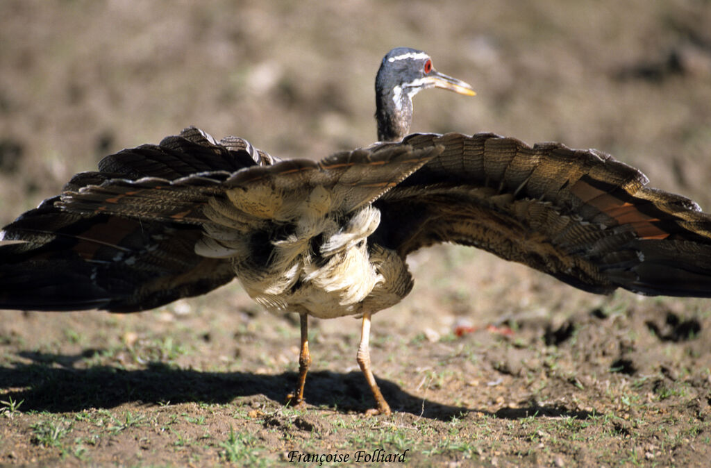 Caurale soleiladulte, identification, Comportement