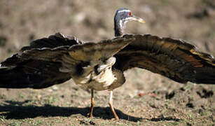 Sunbittern