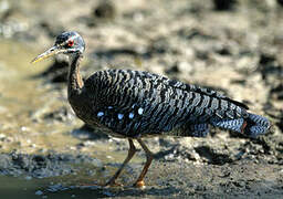 Sunbittern