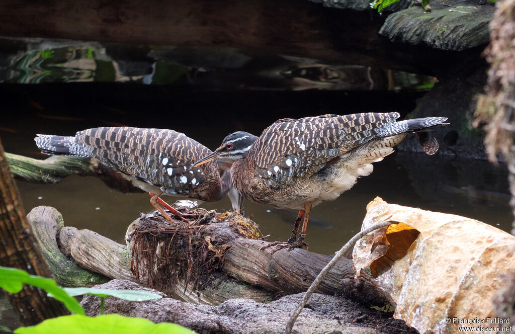 Sunbittern , Reproduction-nesting