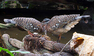 Sunbittern