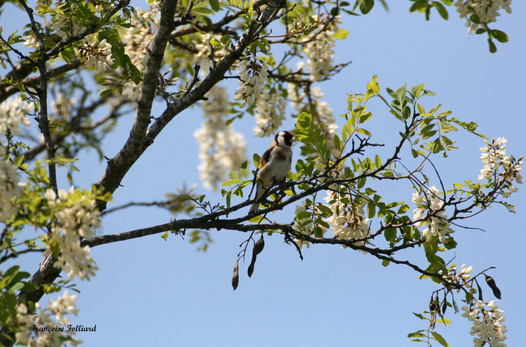 European Goldfinchadult, identification