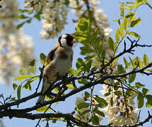 European Goldfinch