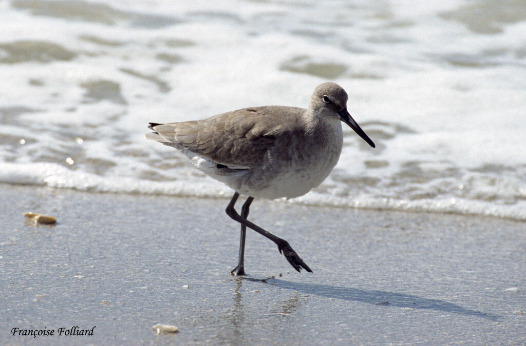 Willet, identification