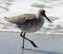 Willet