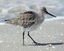 Willet