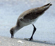 Willet