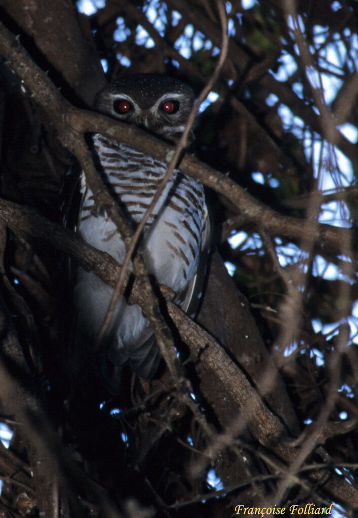 White-browed Owladult, identification