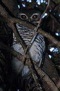 White-browed Owl