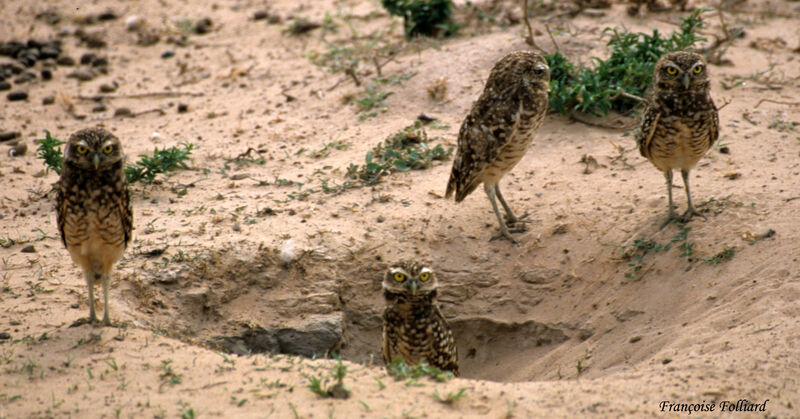 Burrowing Owl, identification, Behaviour