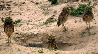 Burrowing Owl