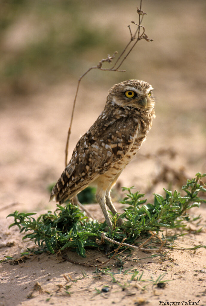 Burrowing Owl, identification