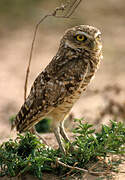 Burrowing Owl