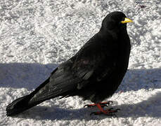 Alpine Chough