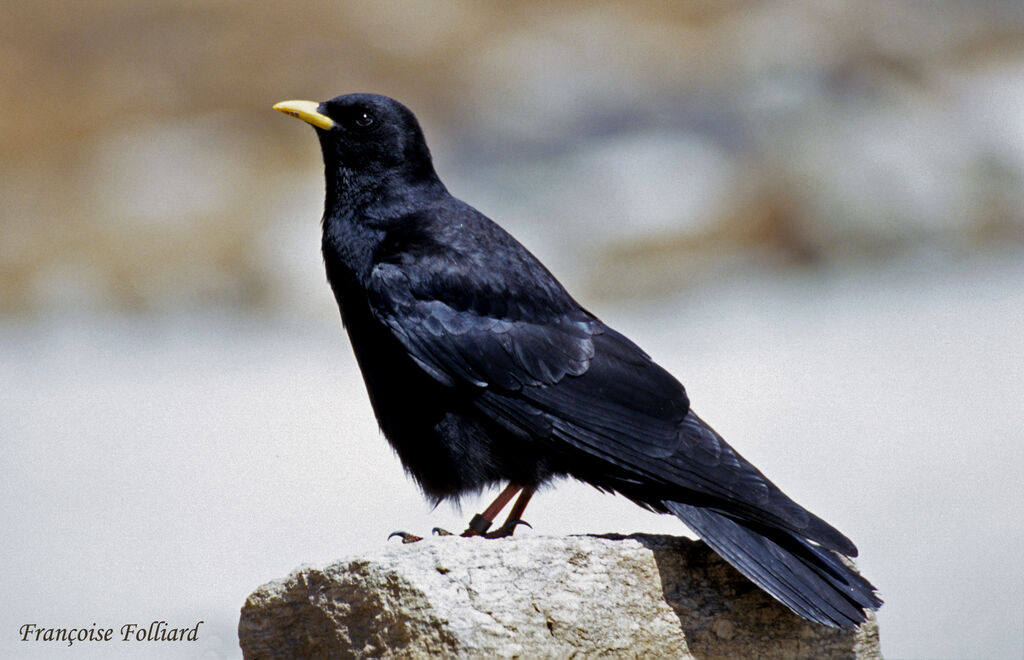 Chocard à bec jauneadulte, identification