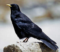 Alpine Chough