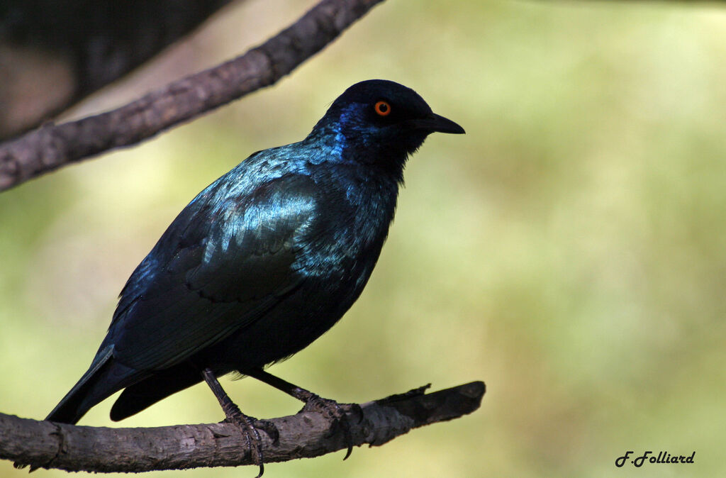 Cape Starlingadult, identification