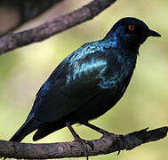 Cape Starling