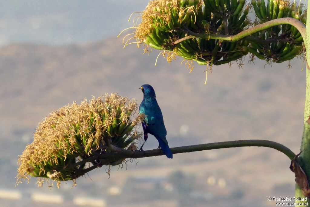 Greater Blue-eared Starling