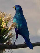 Greater Blue-eared Starling