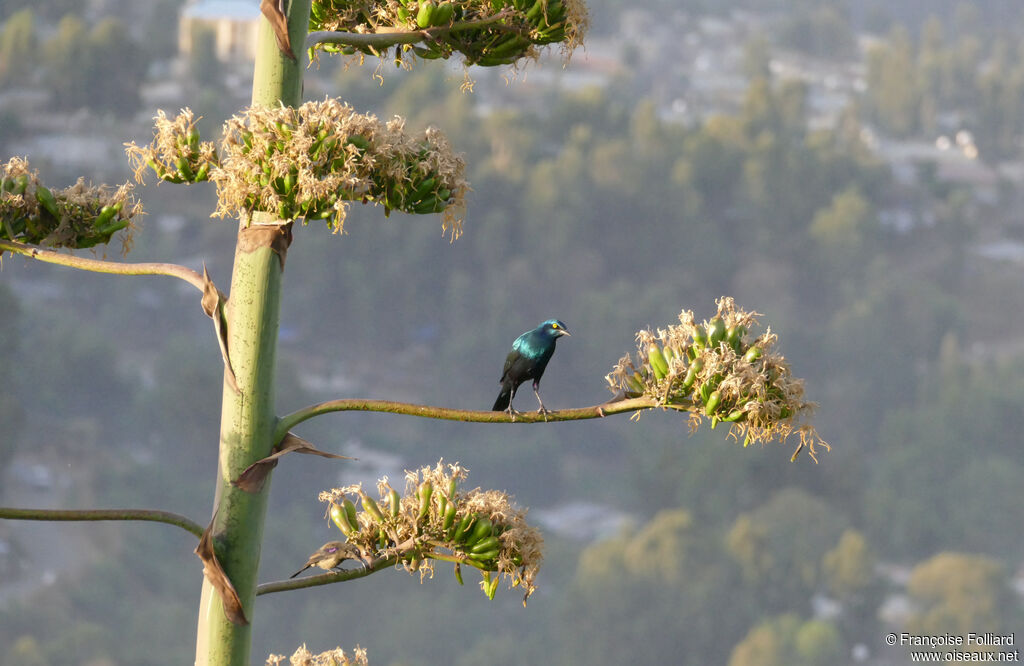 Greater Blue-eared Starling